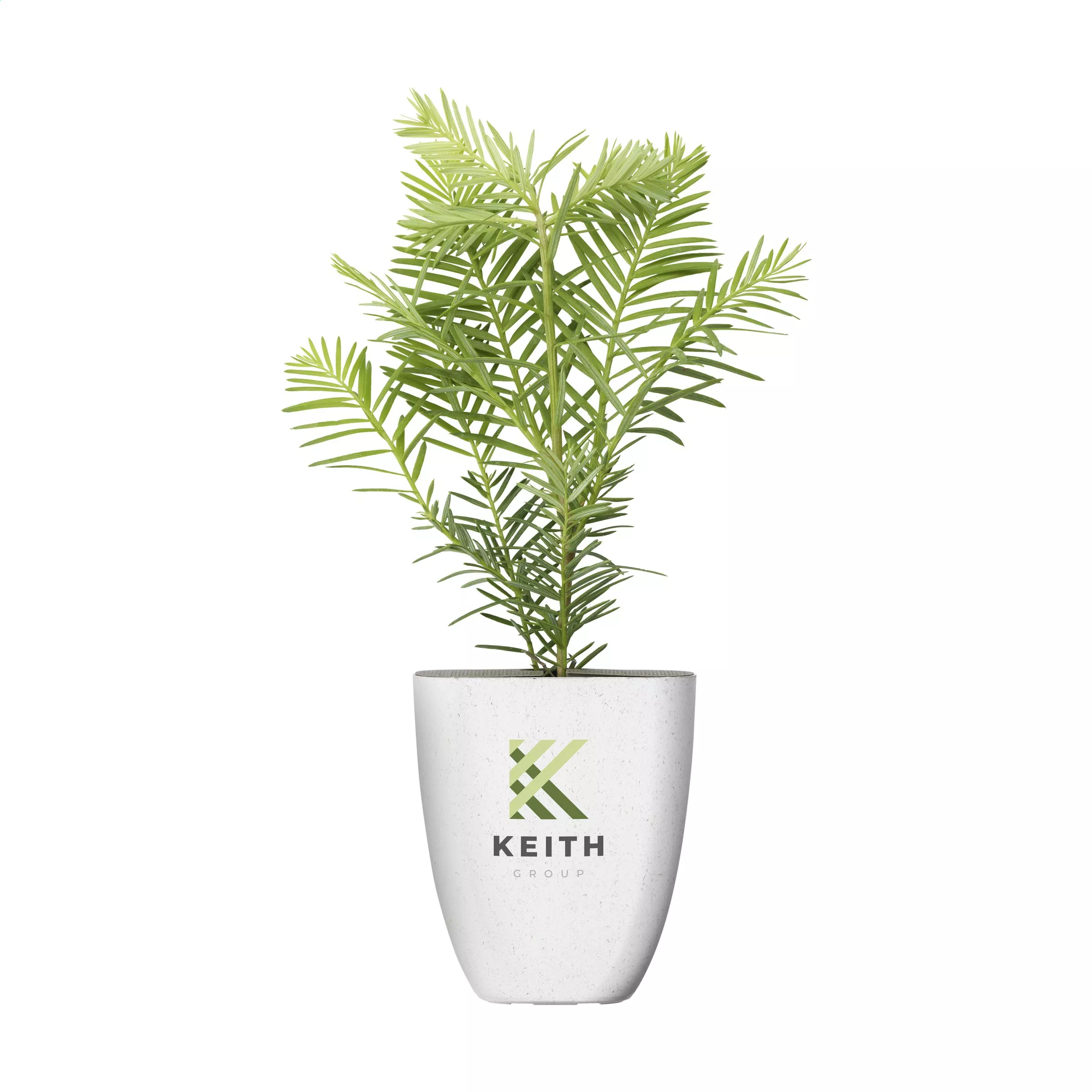 Treemore Brievenbusboompjes Mammoetboom