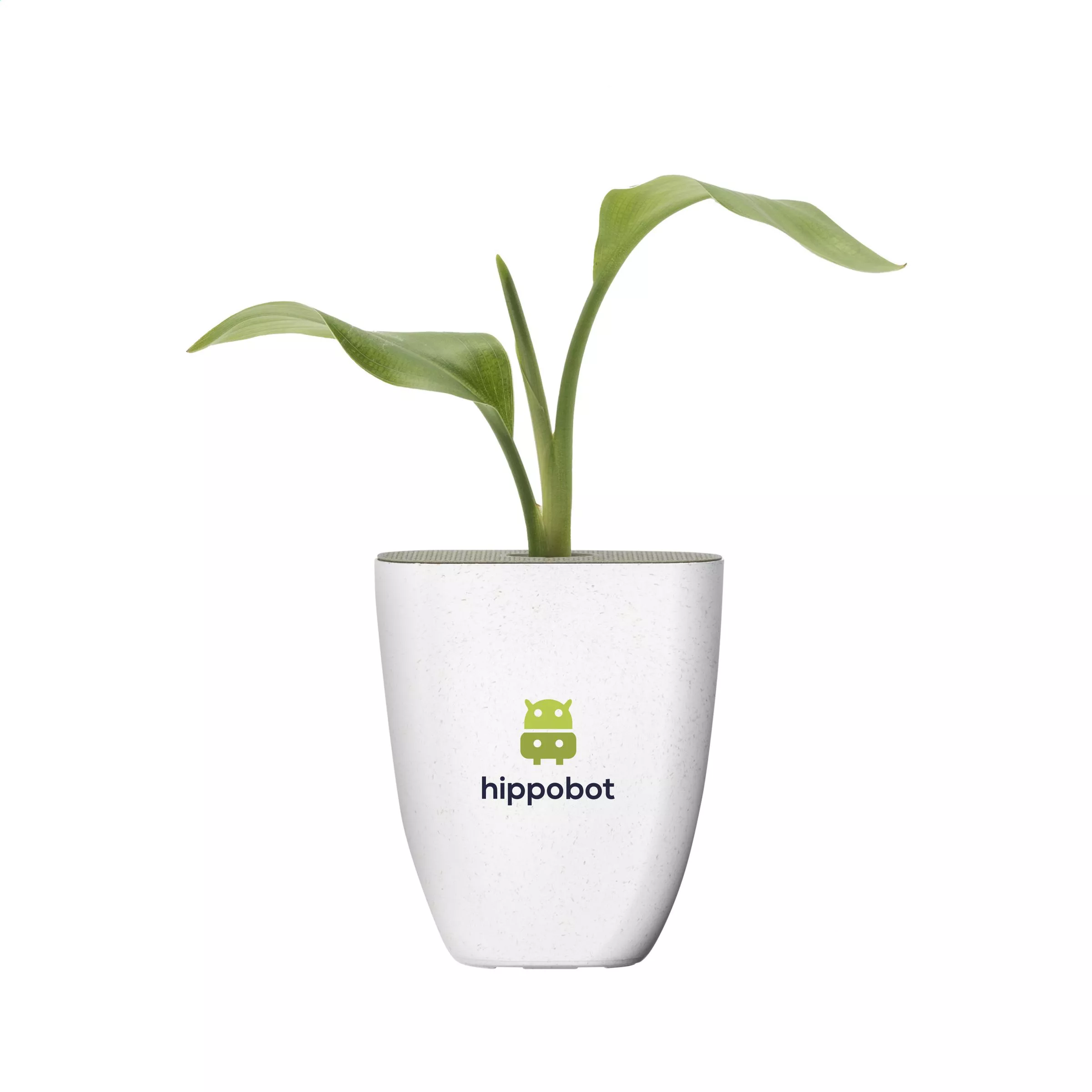 Treemore Brievenbusboompjes Paradijsvogelplant