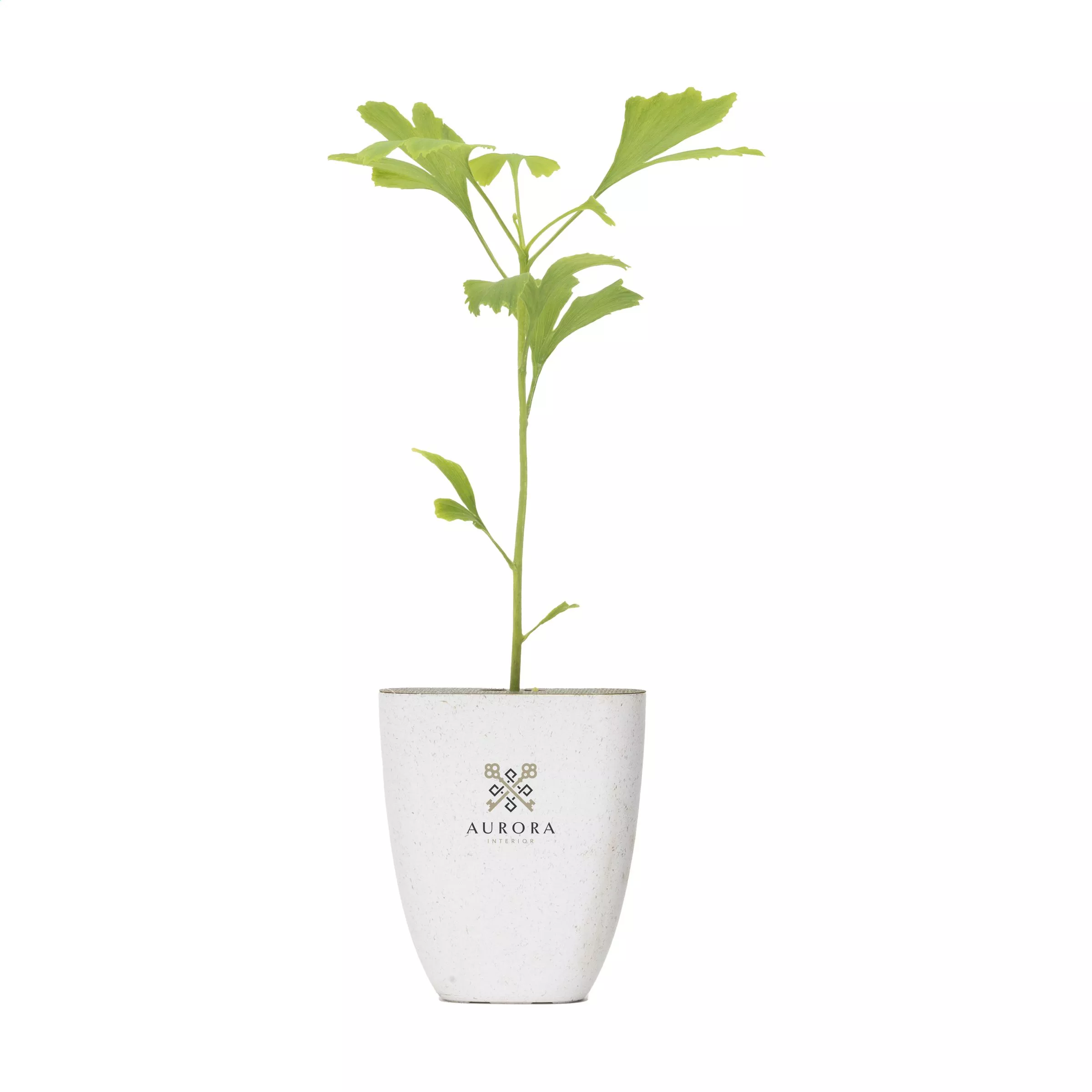 Treemore Brievenbusboompjes Japanse notenboom