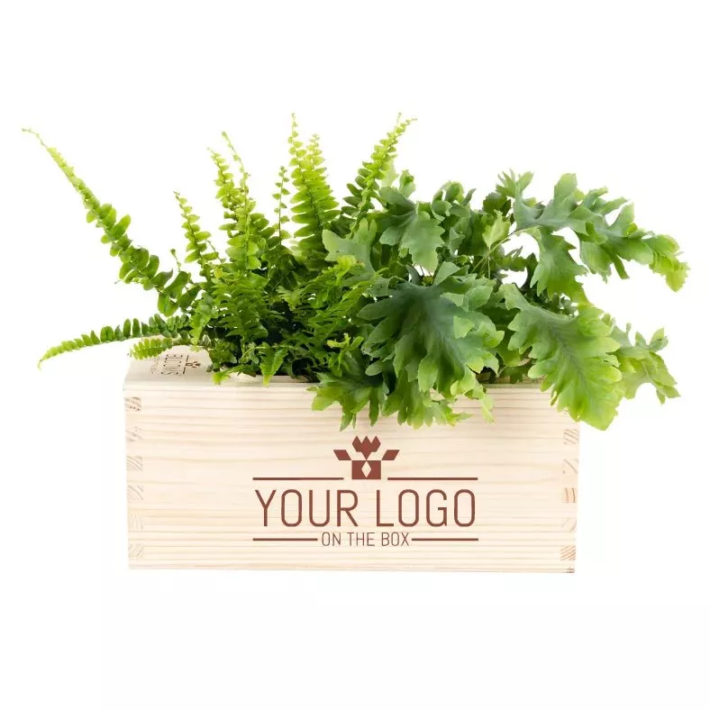 BloomsBox M - Nature out of the Box