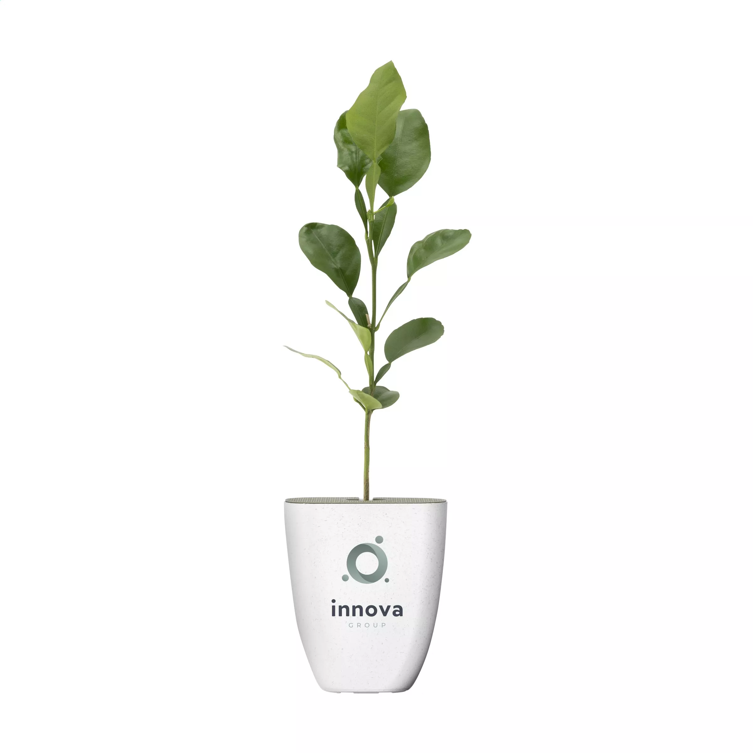 Treemore Brievenbusboompjes Kaffirlimoen Citrusboom